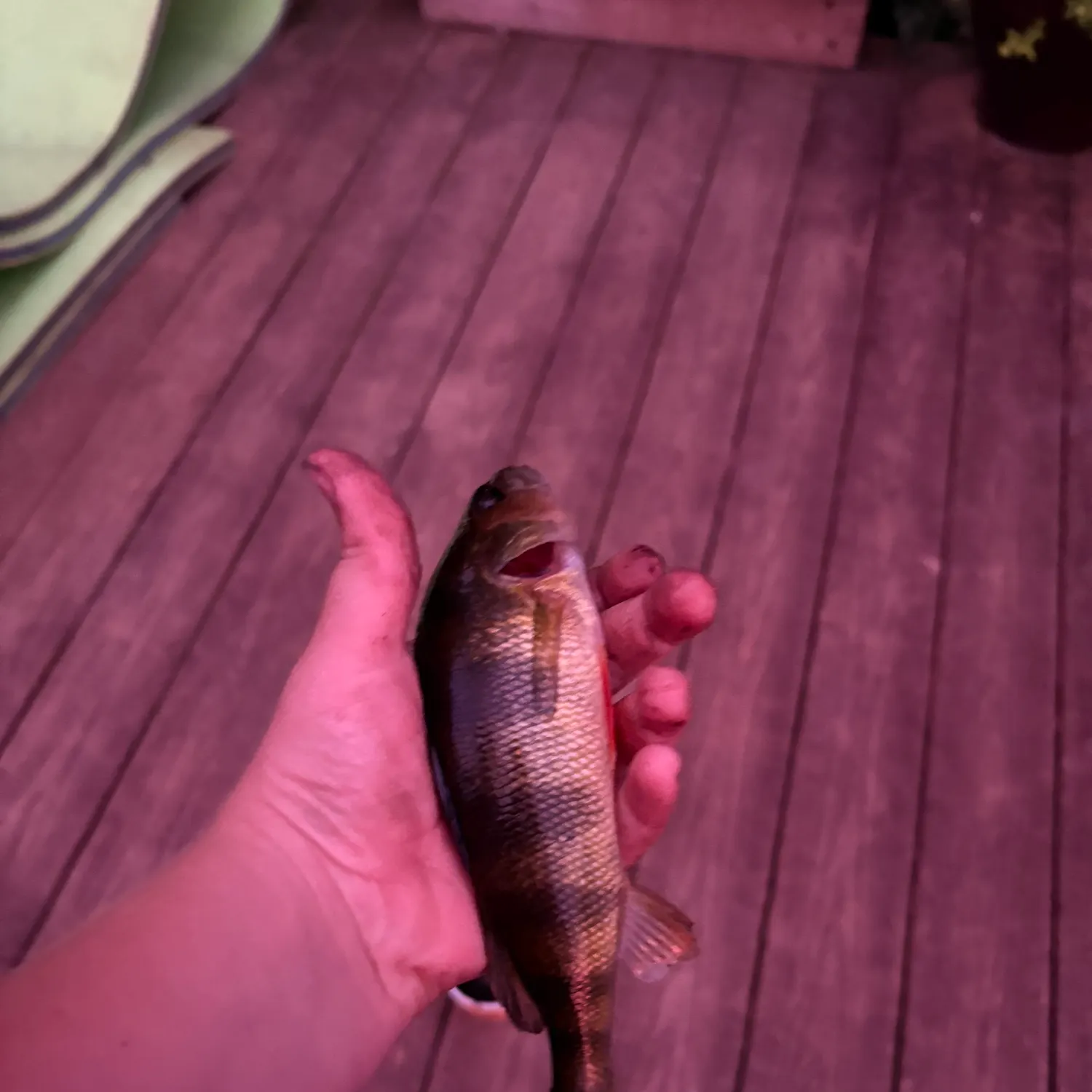 Yellow perch caught on Fishbrain