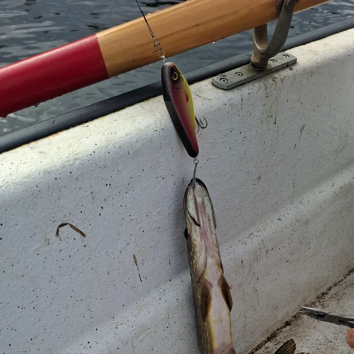 Northern pike caught on Fishbrain