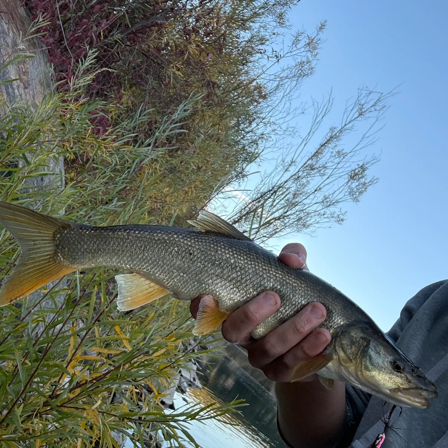 Northern pikeminnow caught on Fishbrain