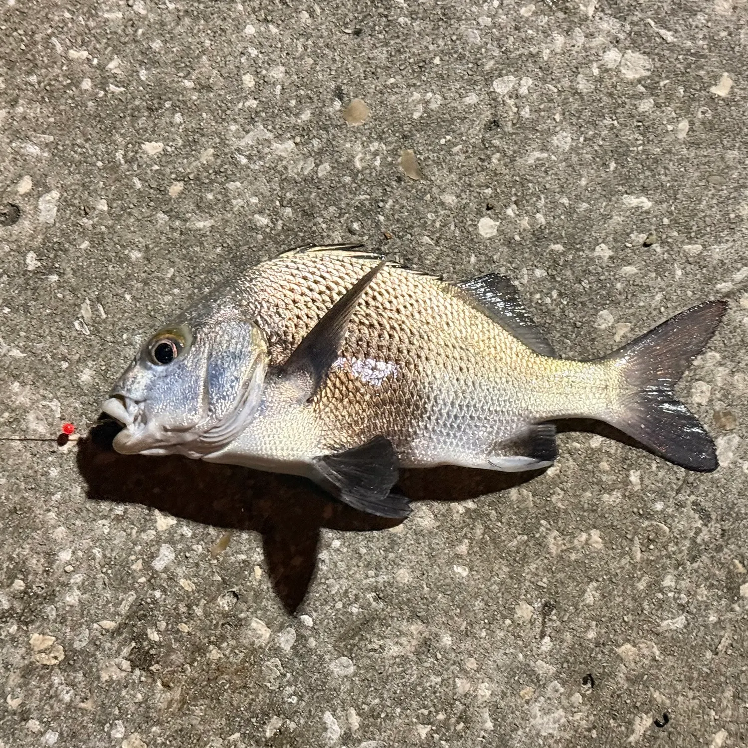 The most recent Black margate catches on Fishbrain