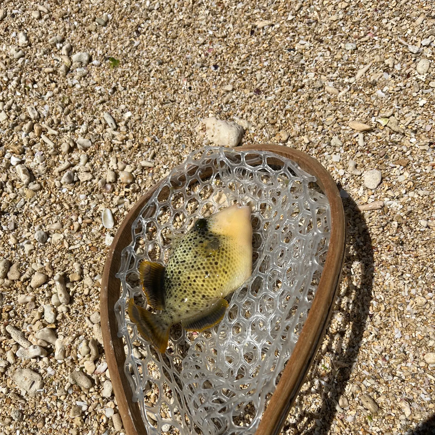 The most recent Yellowmargin triggerfish catches on Fishbrain