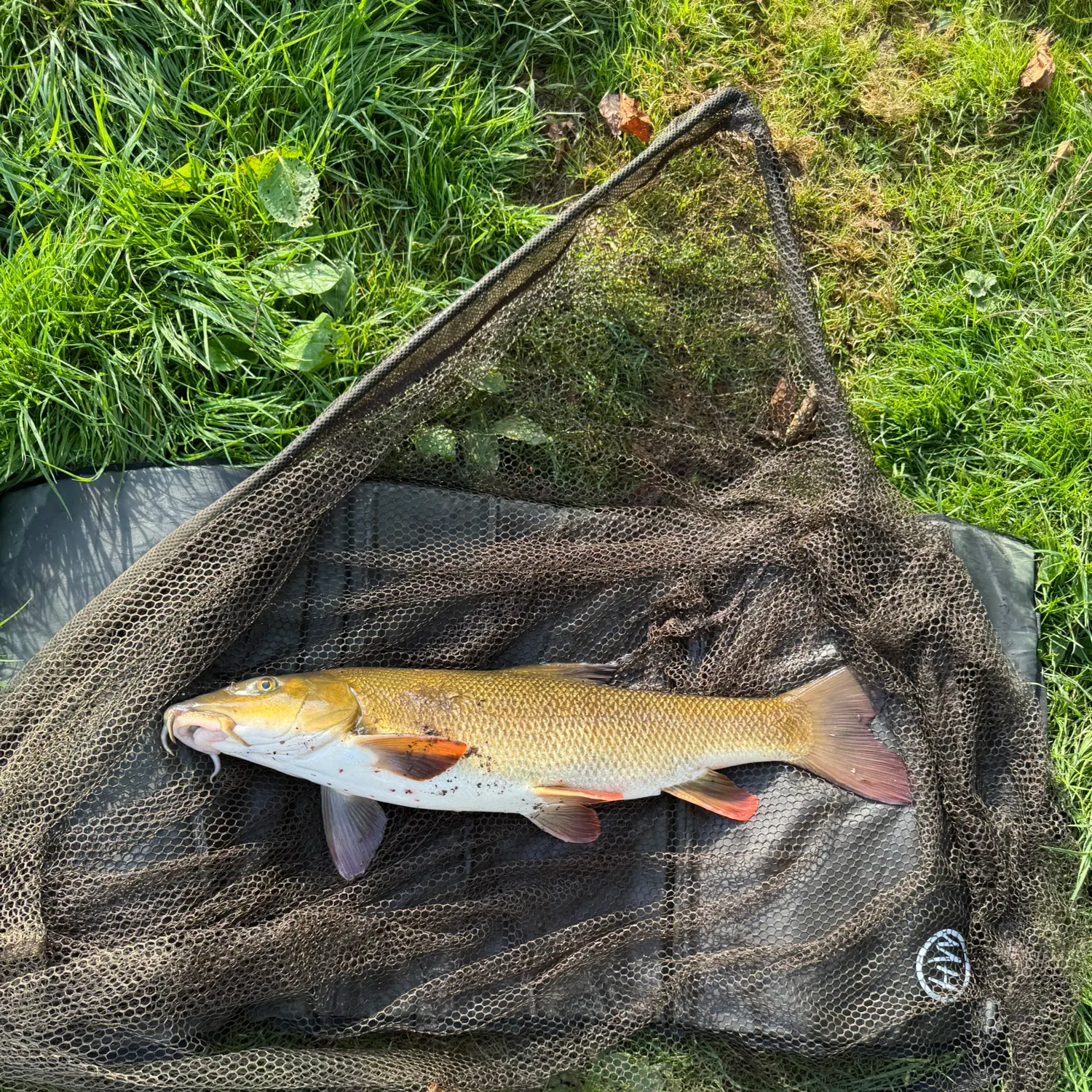 Common barbel caught on Fishbrain