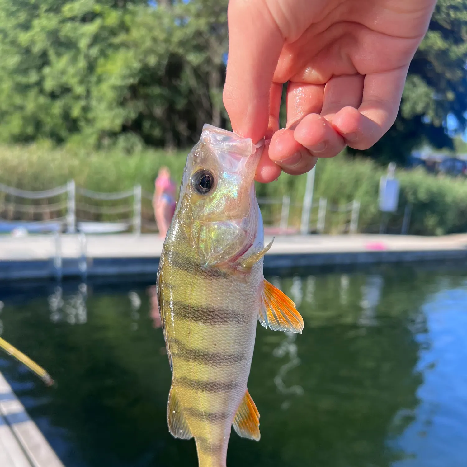 European perch caught on Fishbrain