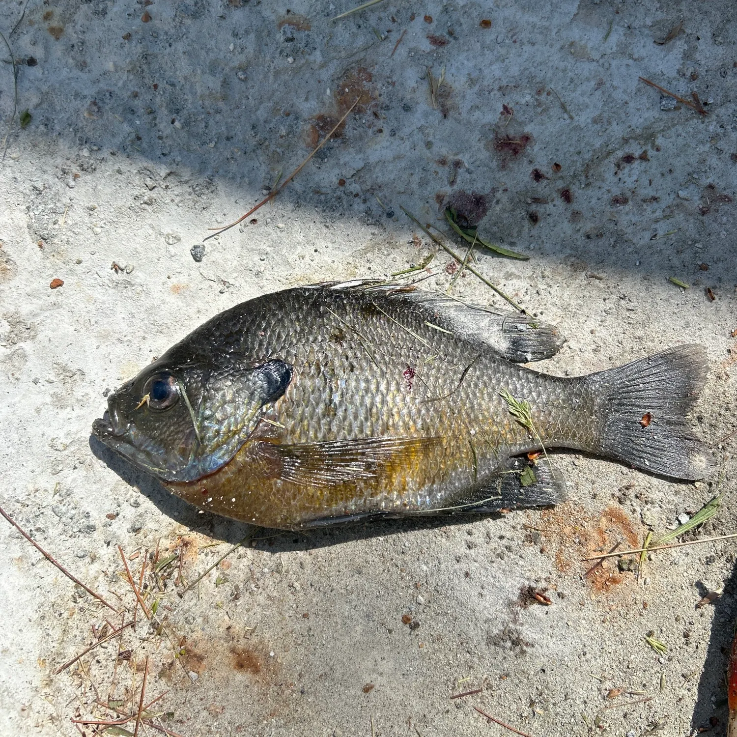catch