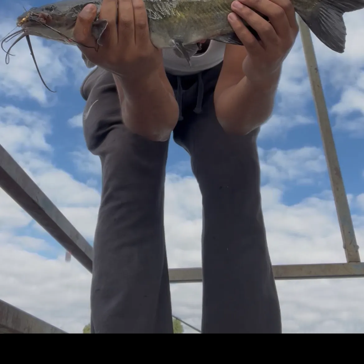 Channel catfish caught on Fishbrain