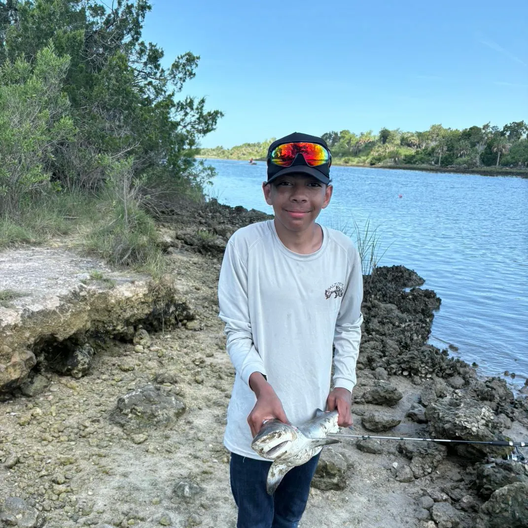 The most recent Bull shark catches on Fishbrain