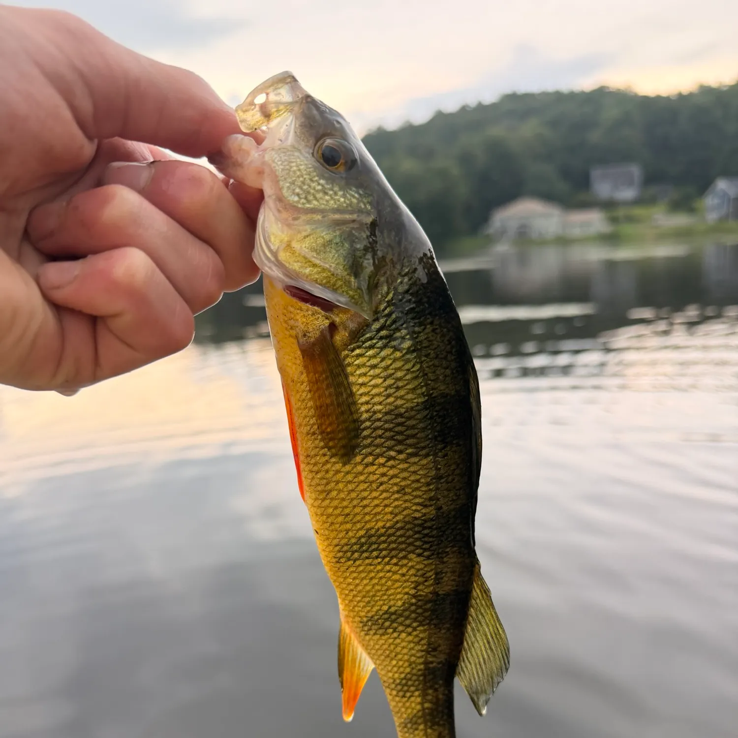 Yellow perch caught on Fishbrain