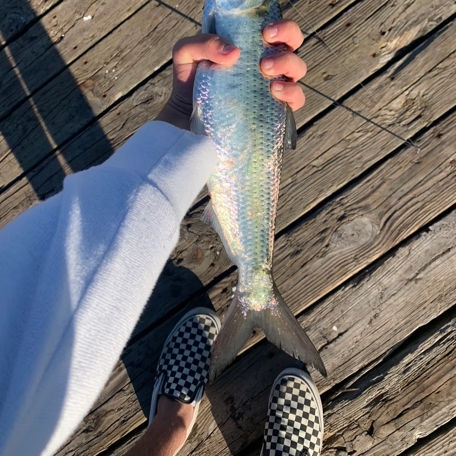 The most recent Hickory shad catches on Fishbrain