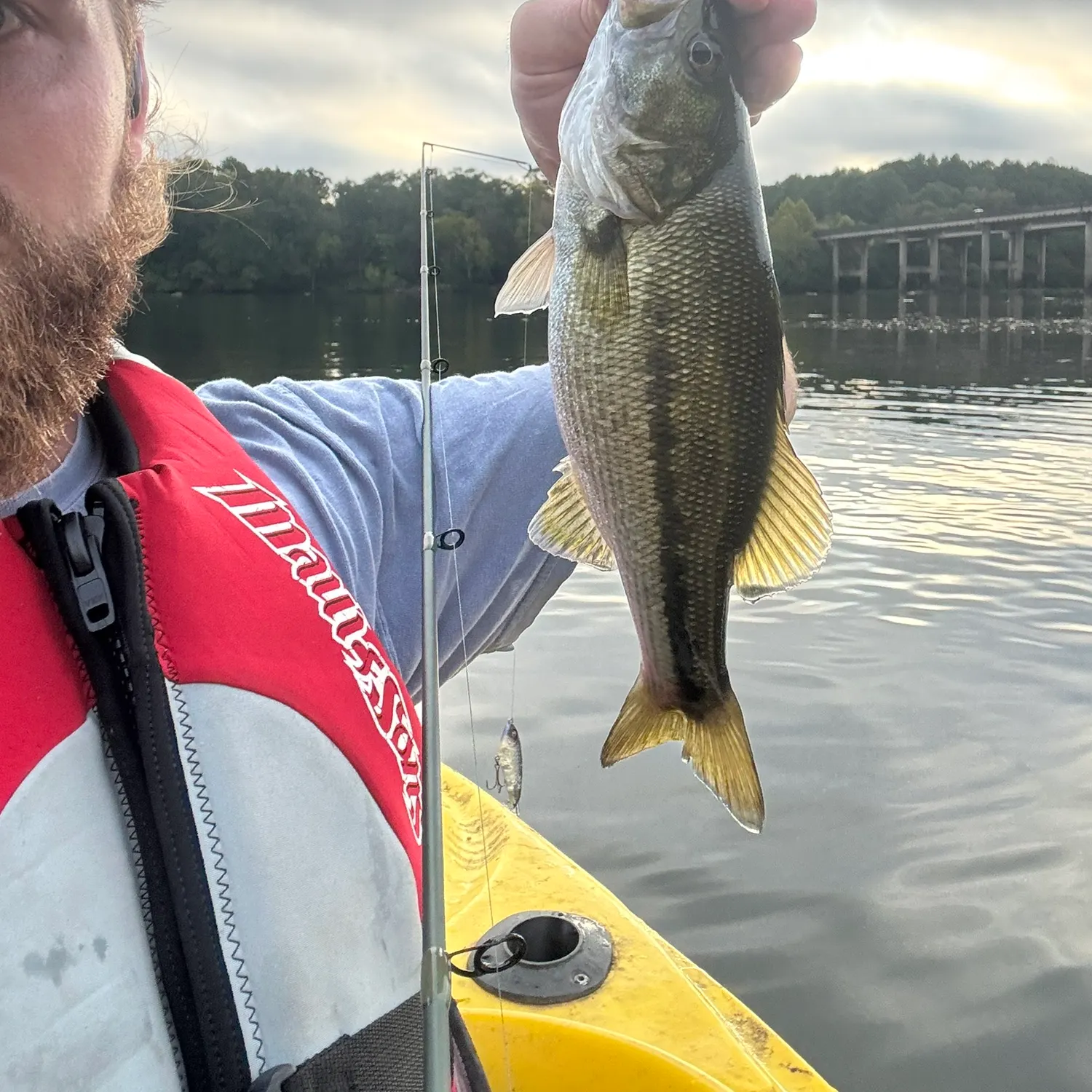 Spotted bass caught on Fishbrain