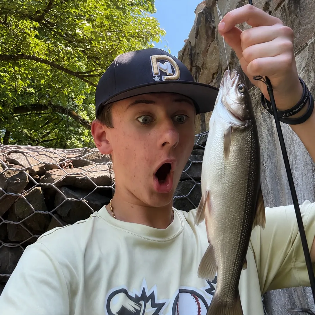 The most recent Lake whitefish catches on Fishbrain