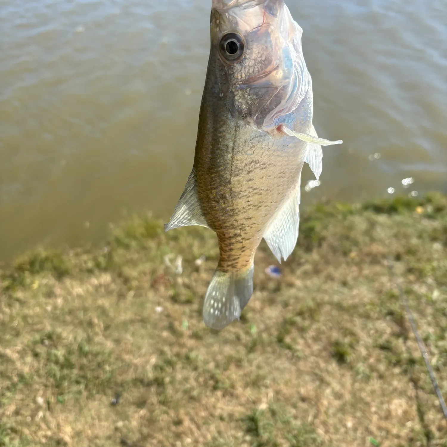 The most recent White crappie catches on Fishbrain
