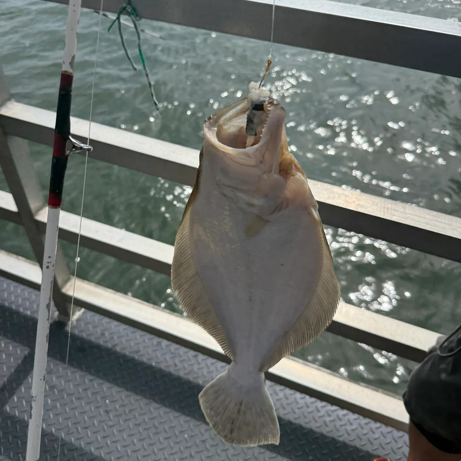 Summer flounder caught on Fishbrain