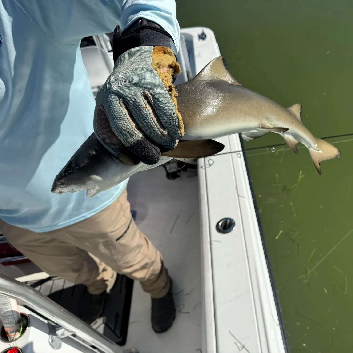 The most recent Lemon shark catches on Fishbrain