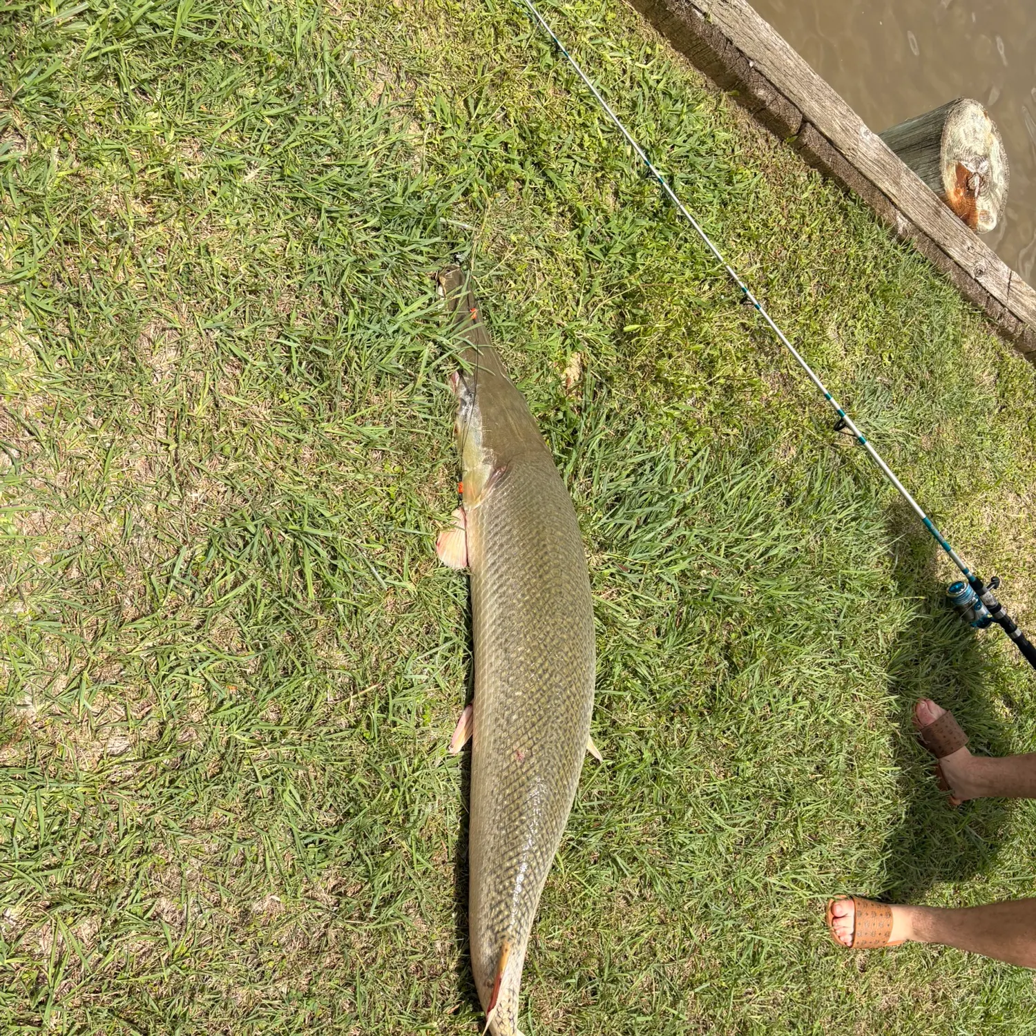 The most recent Shortnose gar catches on Fishbrain