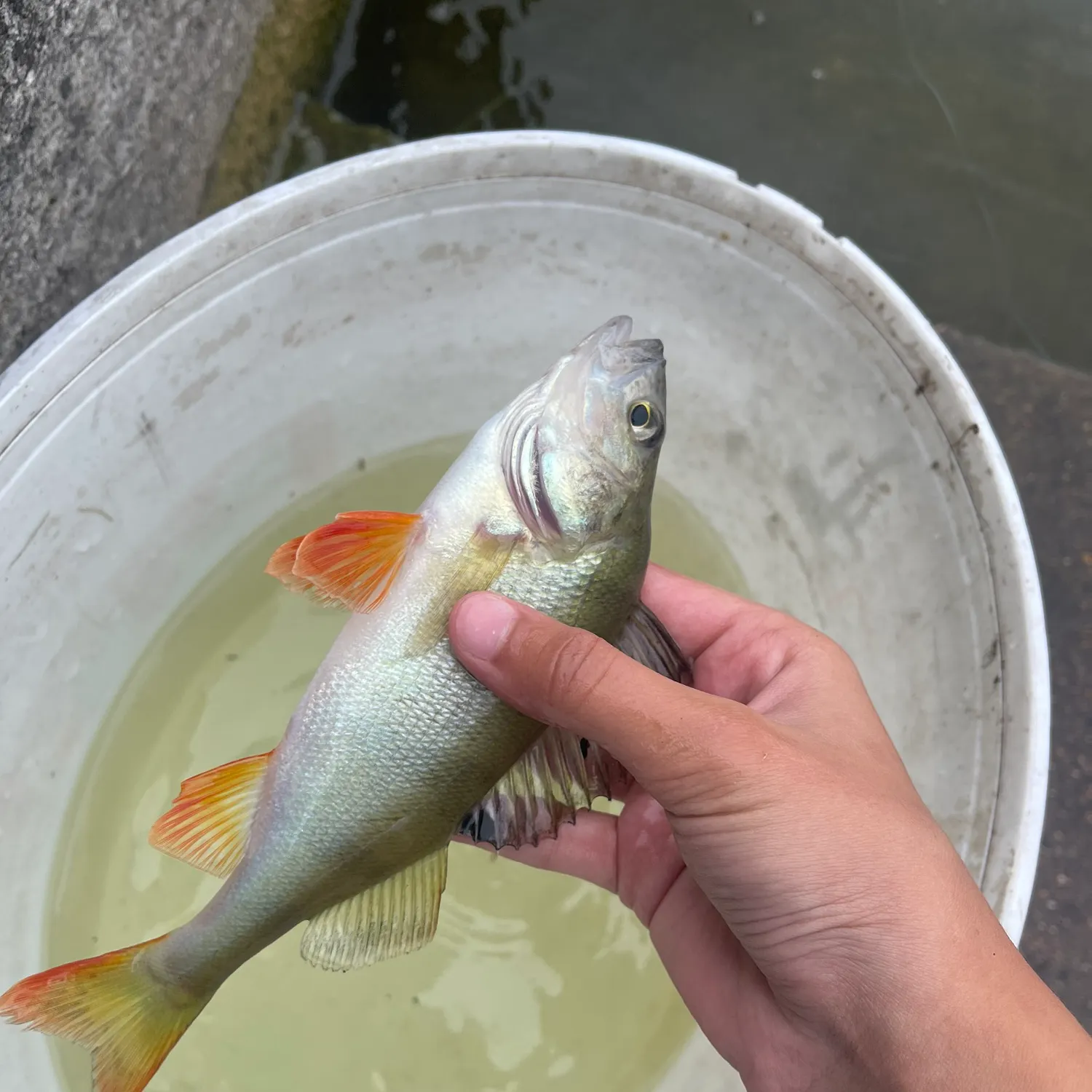 European perch caught on Fishbrain