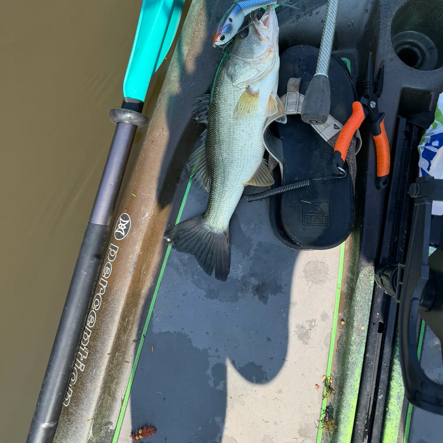 Chain pickerel caught on Fishbrain