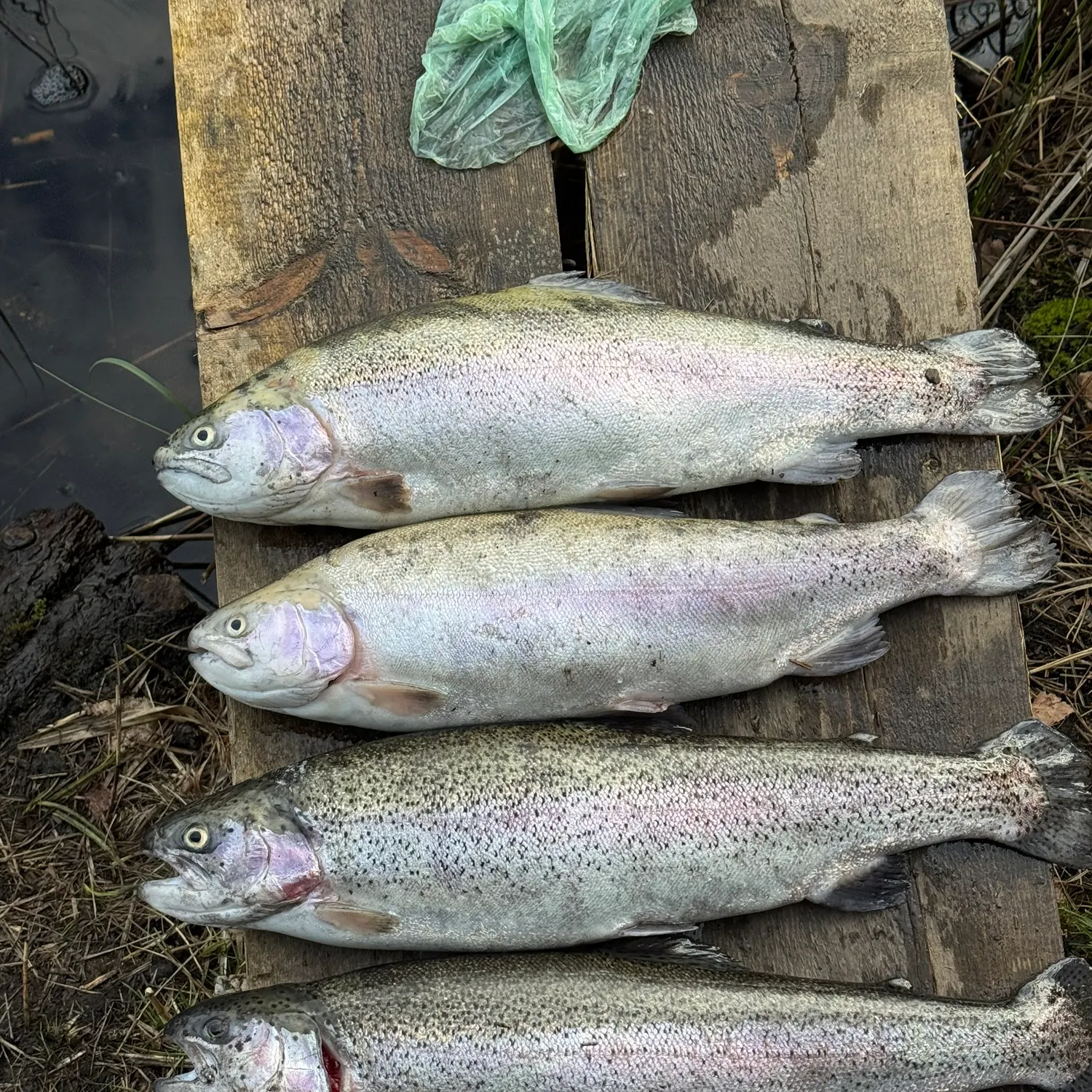 recently logged catches