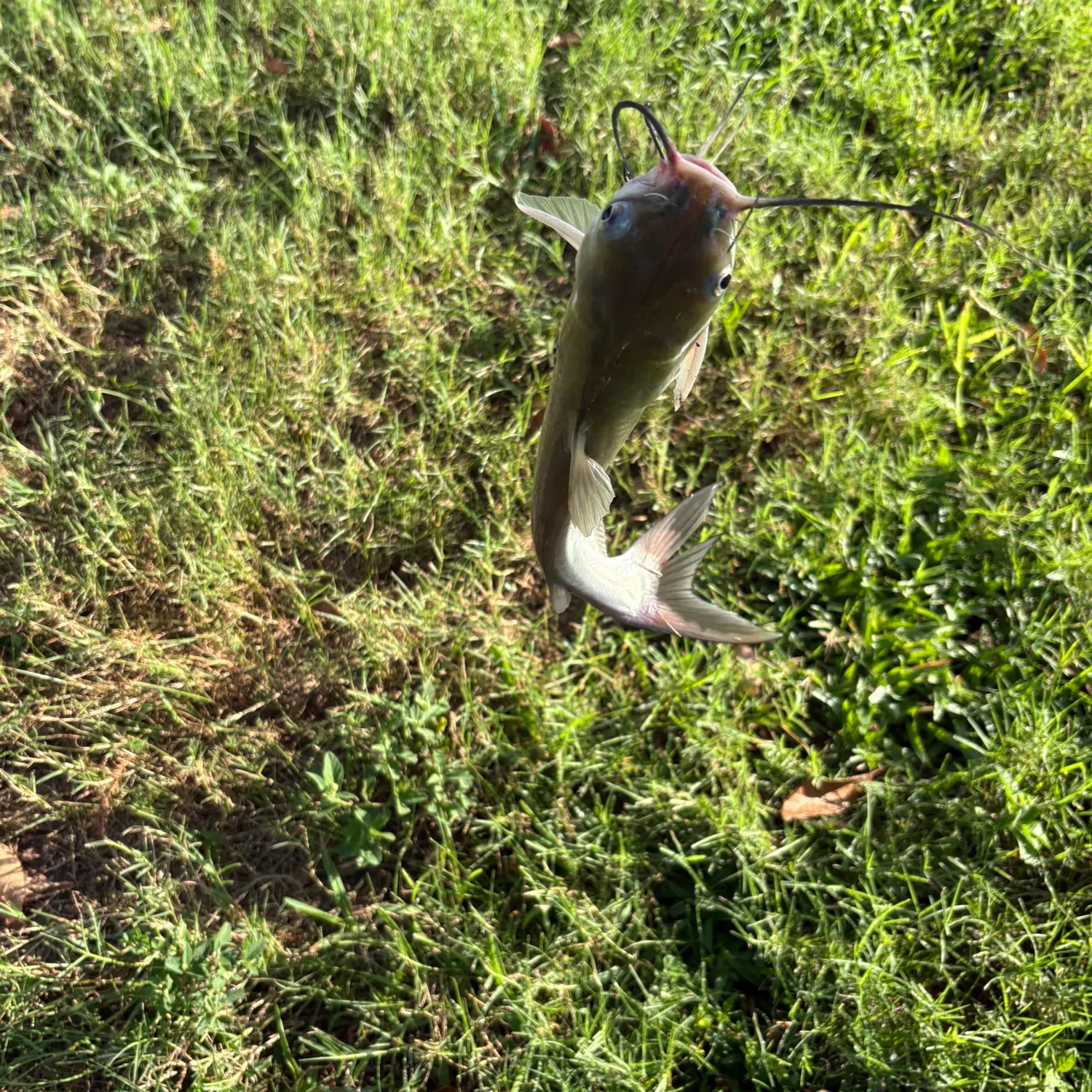 Channel catfish caught on Fishbrain