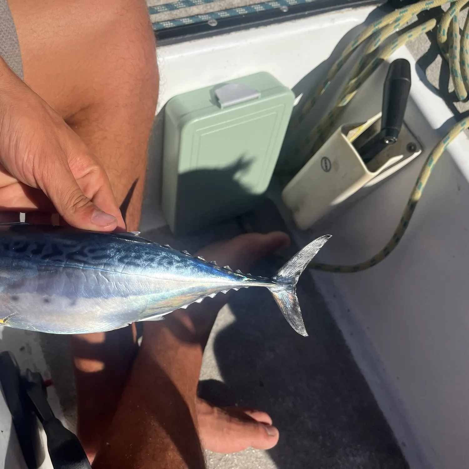 Little tunny caught on Fishbrain