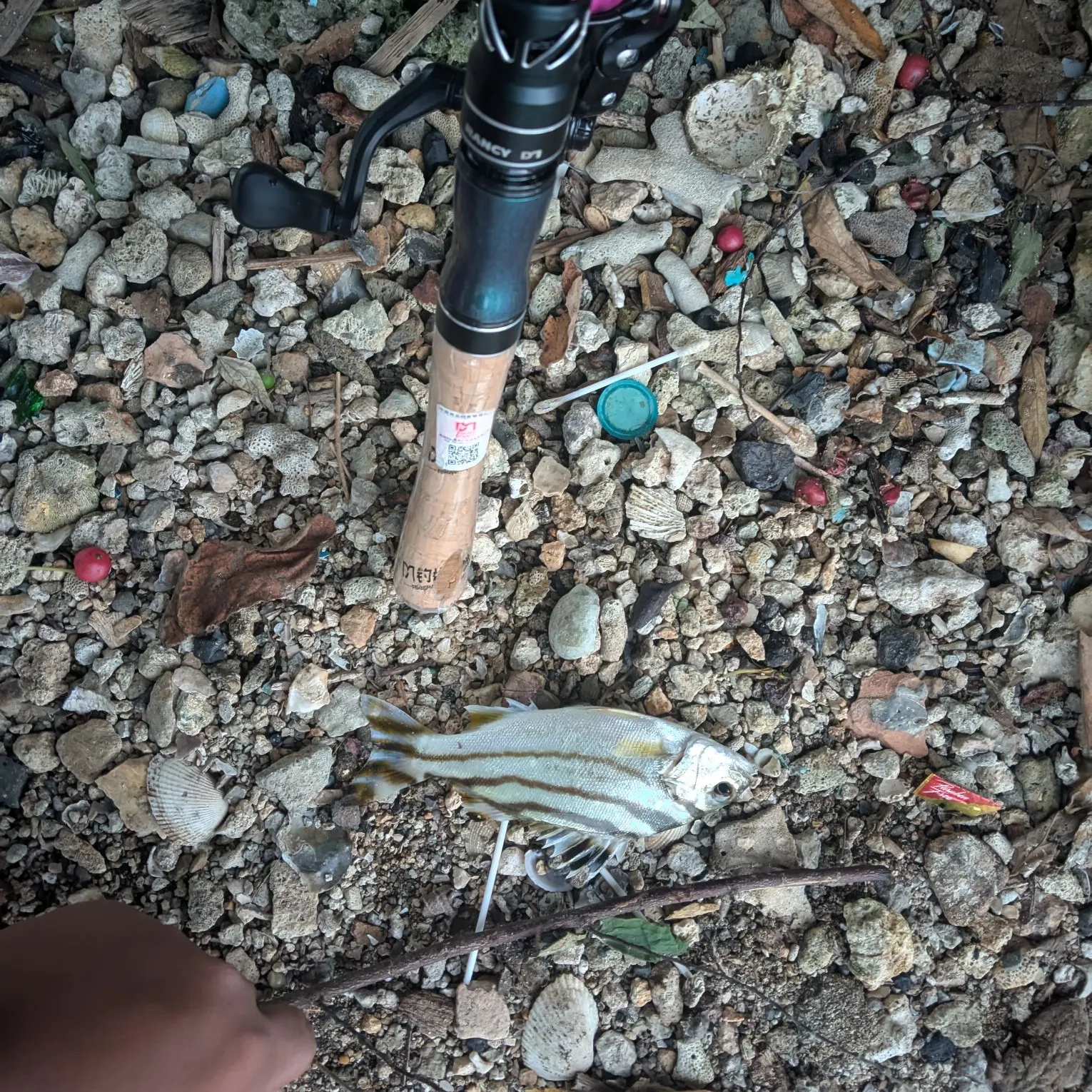 The most recent Jarbua terapon catches on Fishbrain