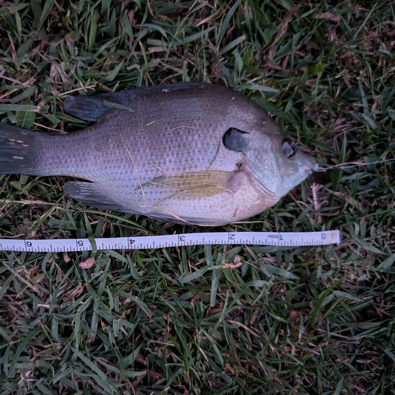 Bluegill caught on Fishbrain