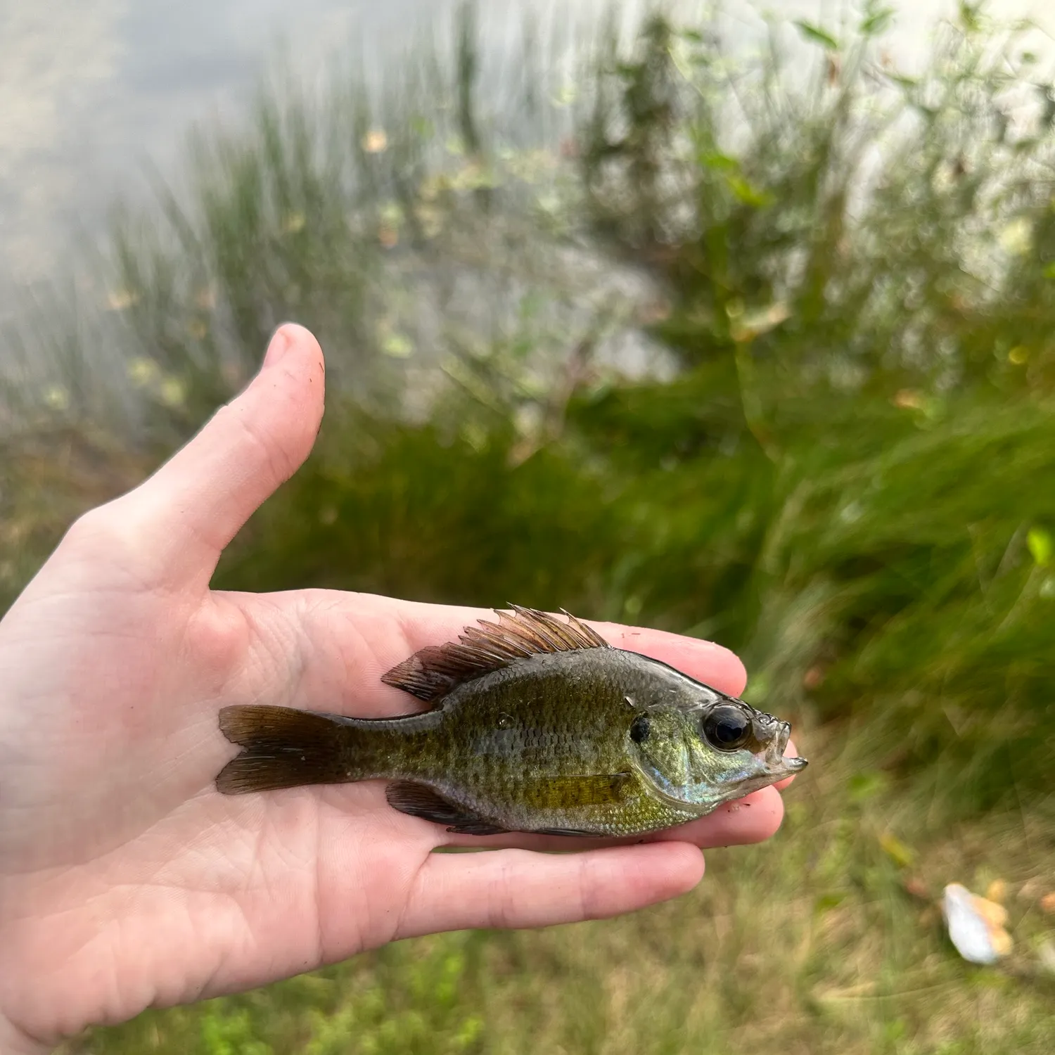 Bluegill caught on Fishbrain