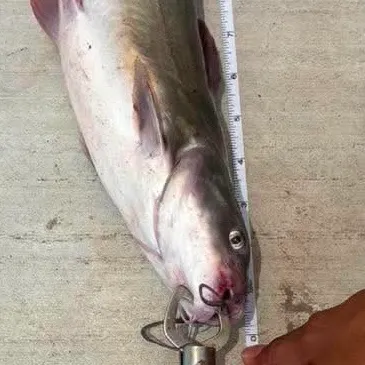 Channel catfish caught on Fishbrain