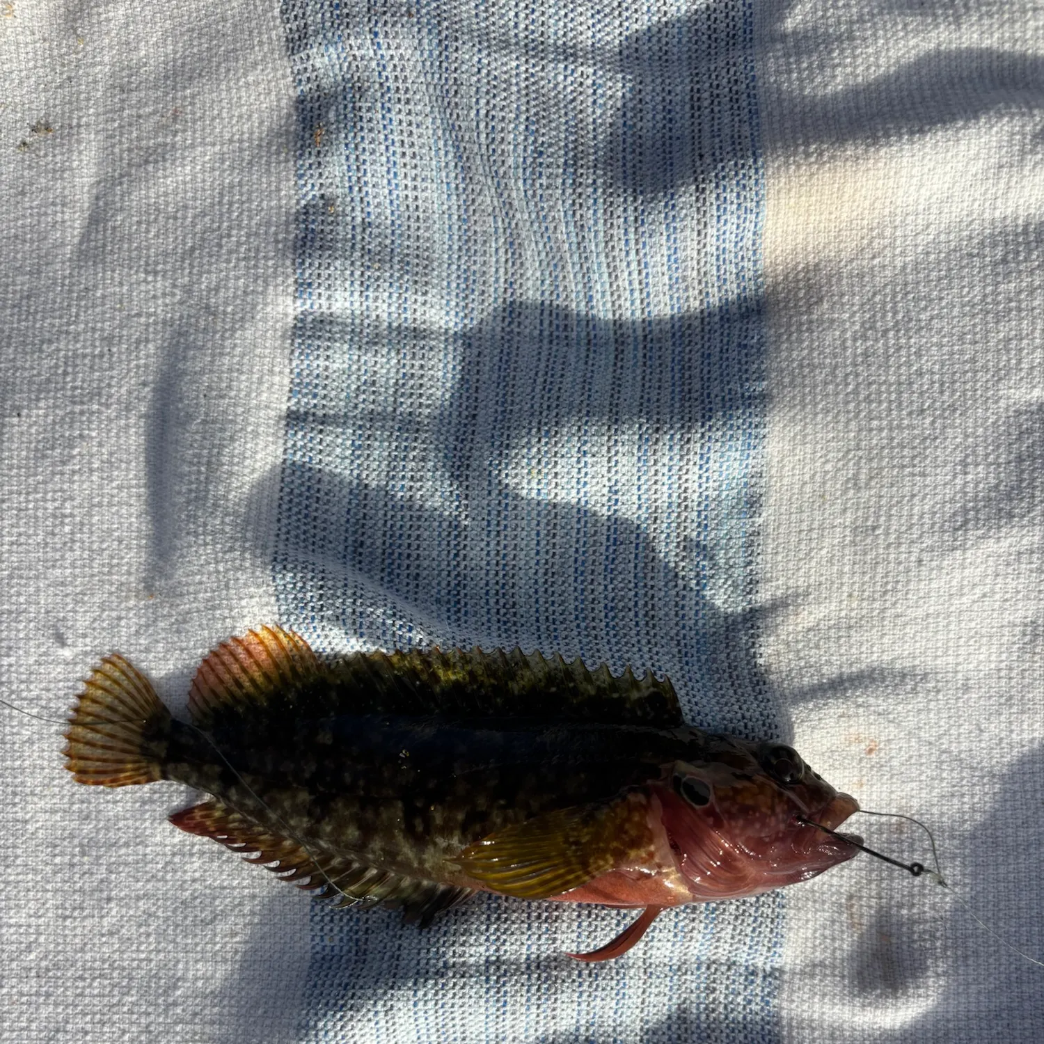 The most recent Golden scorpionfish catches on Fishbrain