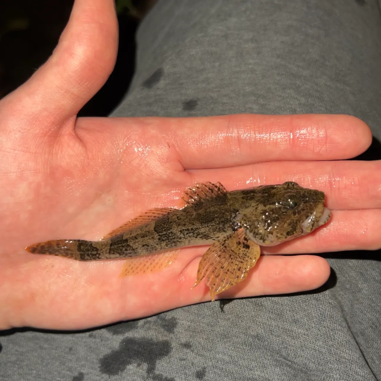 The most recent Banded sculpin catches on Fishbrain
