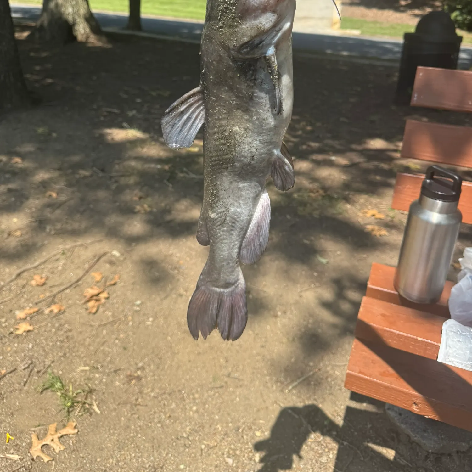 The most recent White bullhead catches on Fishbrain