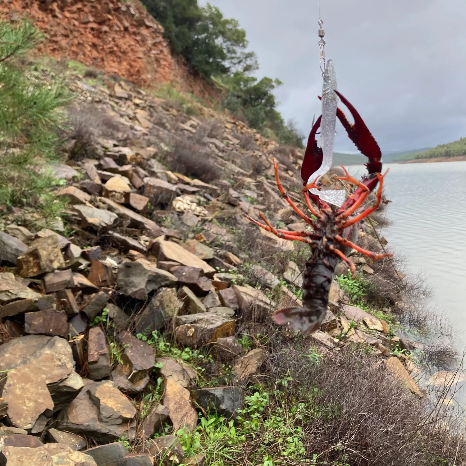 The most recent Red swamp crayfish catches on Fishbrain