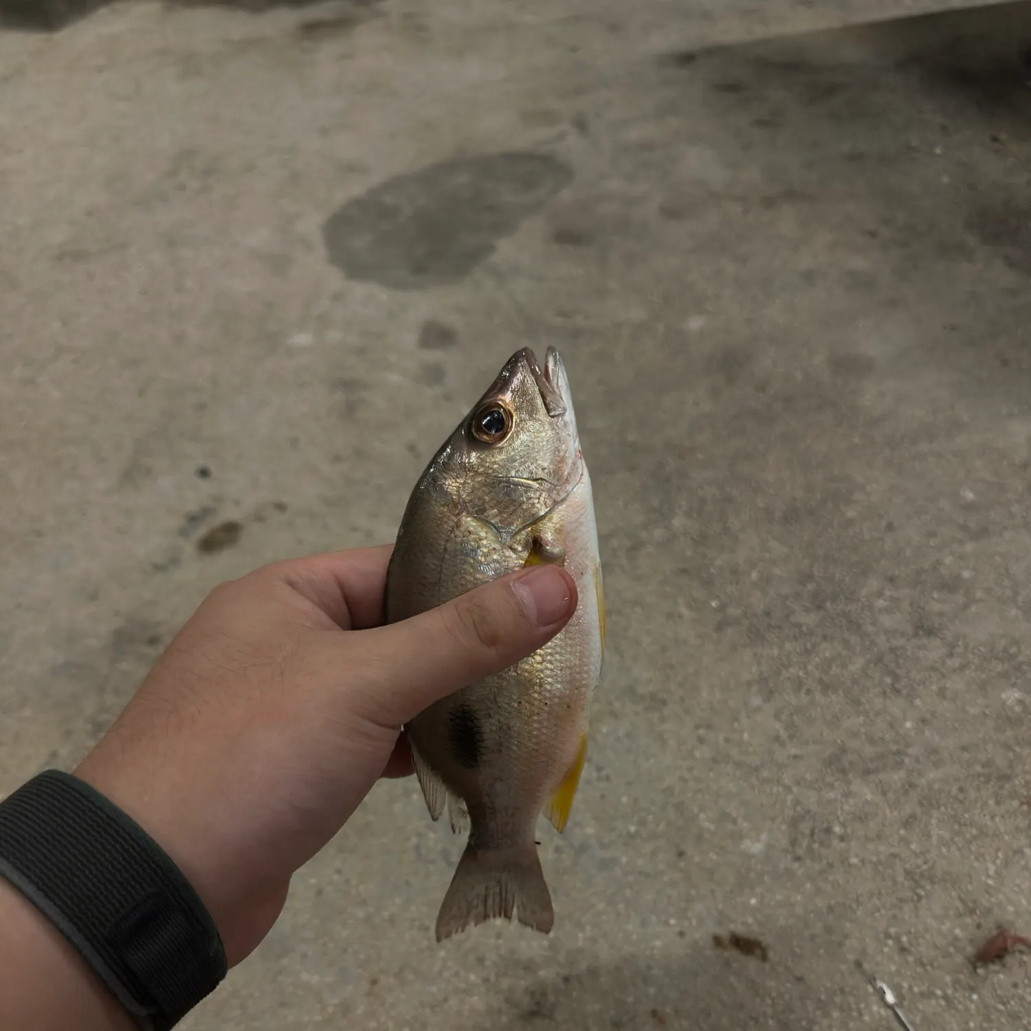 The most recent Moses perch catches on Fishbrain