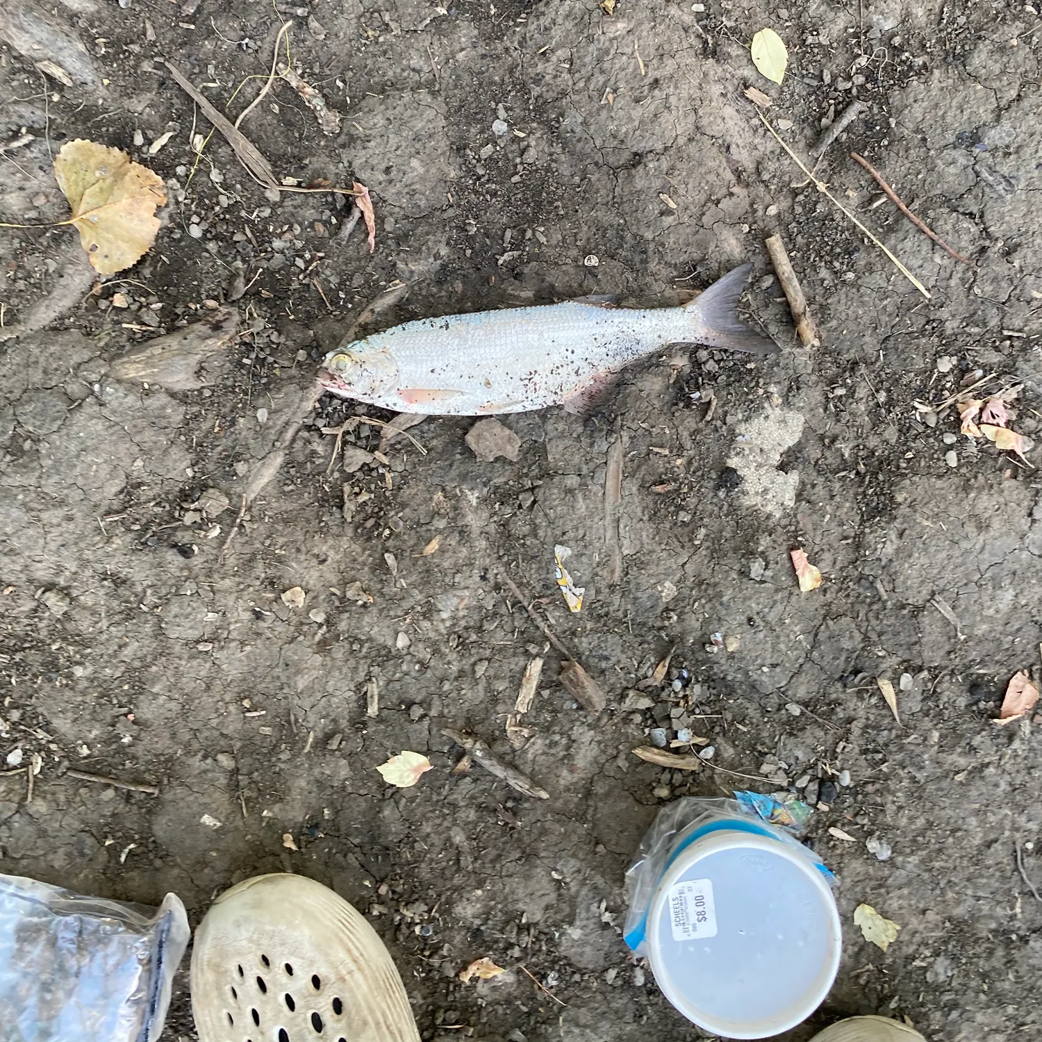 The most recent Goldeye catches on Fishbrain