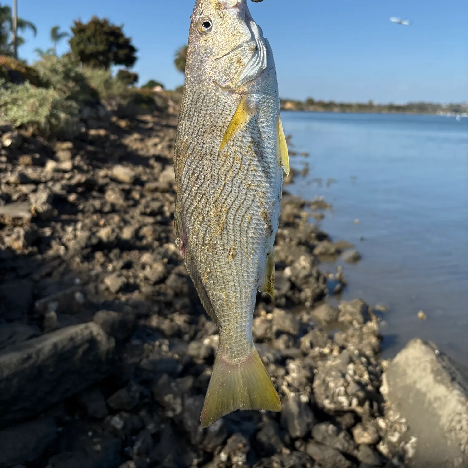 Yellowfin croaker caught on Fishbrain