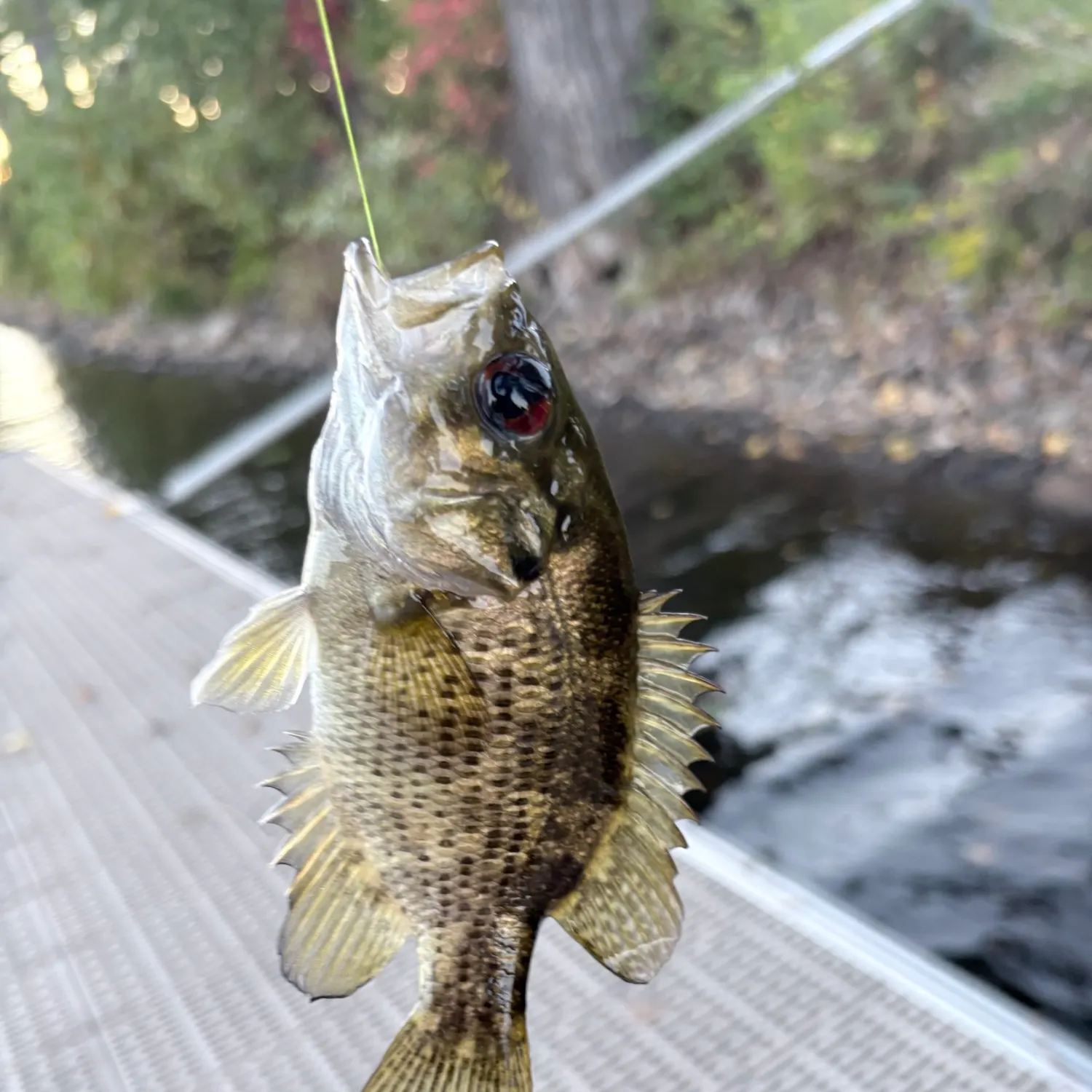 Rock bass caught on Fishbrain
