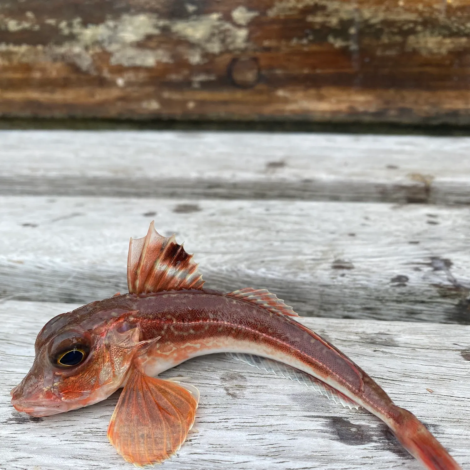 The most recent Red gurnard catches on Fishbrain