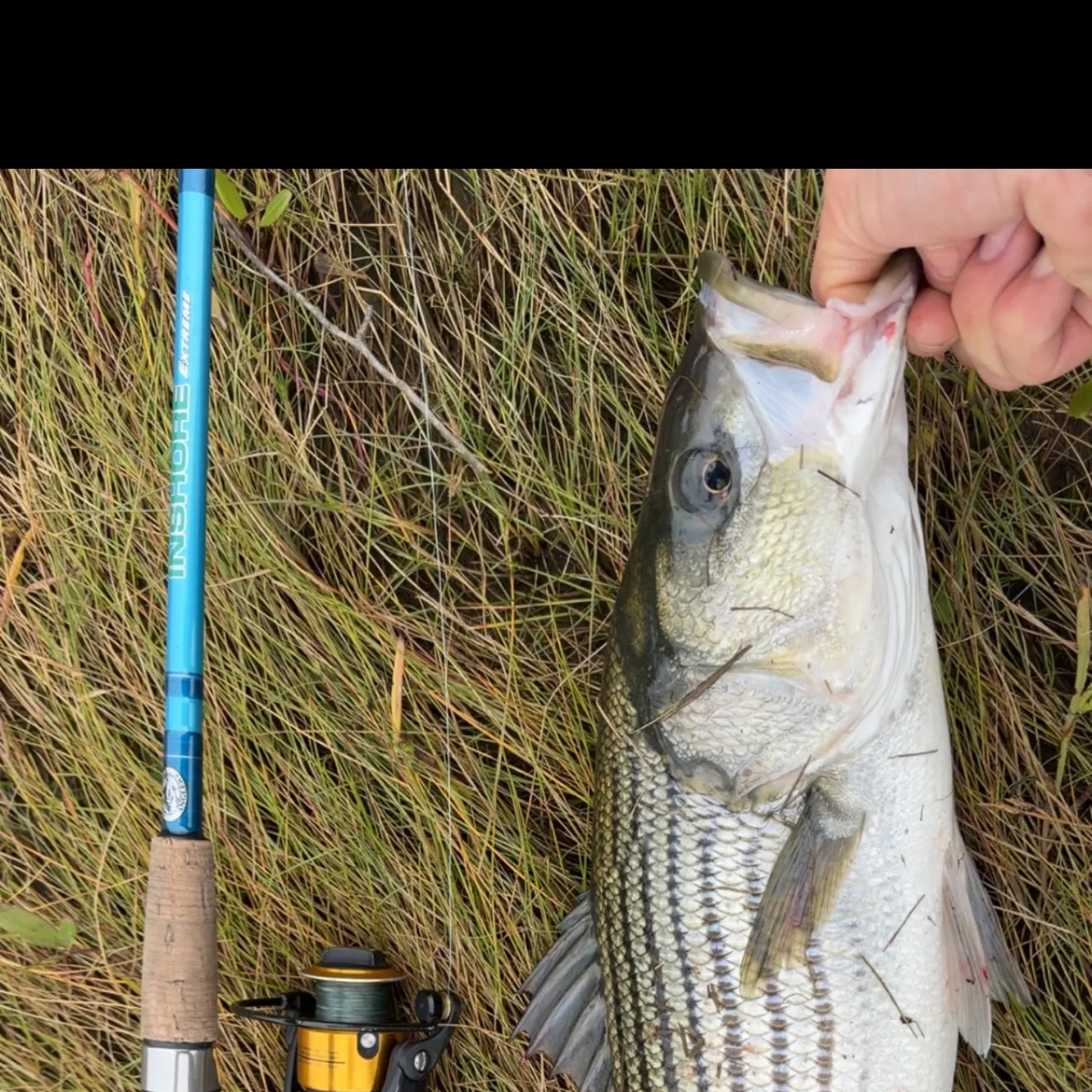 Striped bass caught on Fishbrain