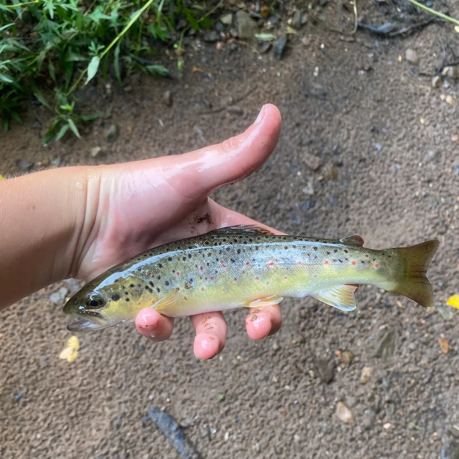 Brown trout caught on Fishbrain