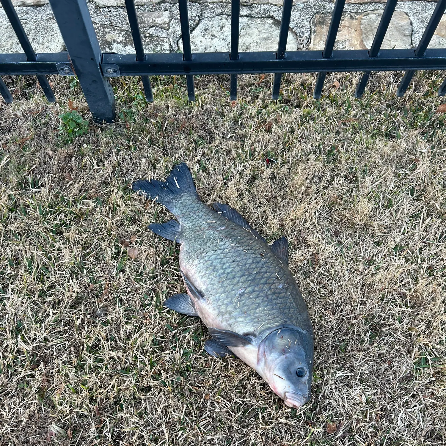 The most recent Black buffalo catches on Fishbrain