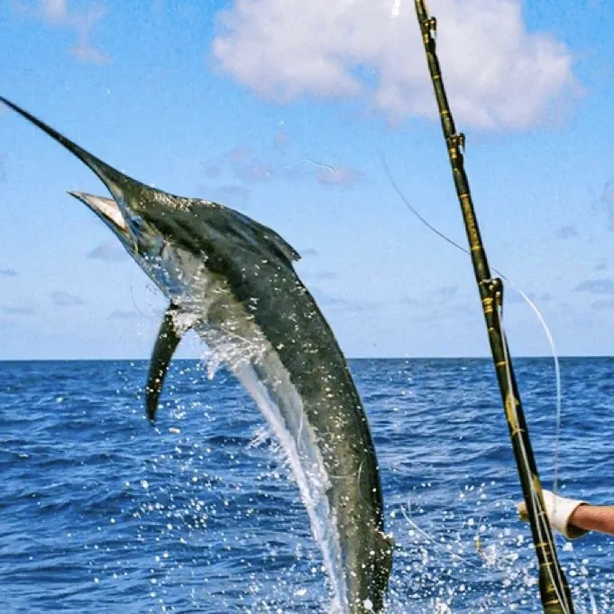 The most recent Swordfish catches on Fishbrain