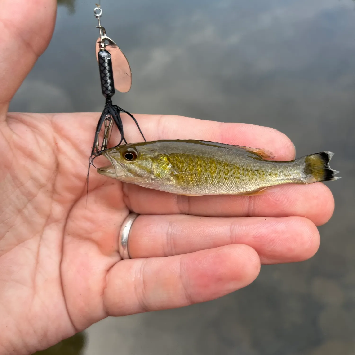 Smallmouth bass caught on Fishbrain