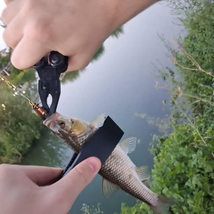Creek chub caught on Fishbrain