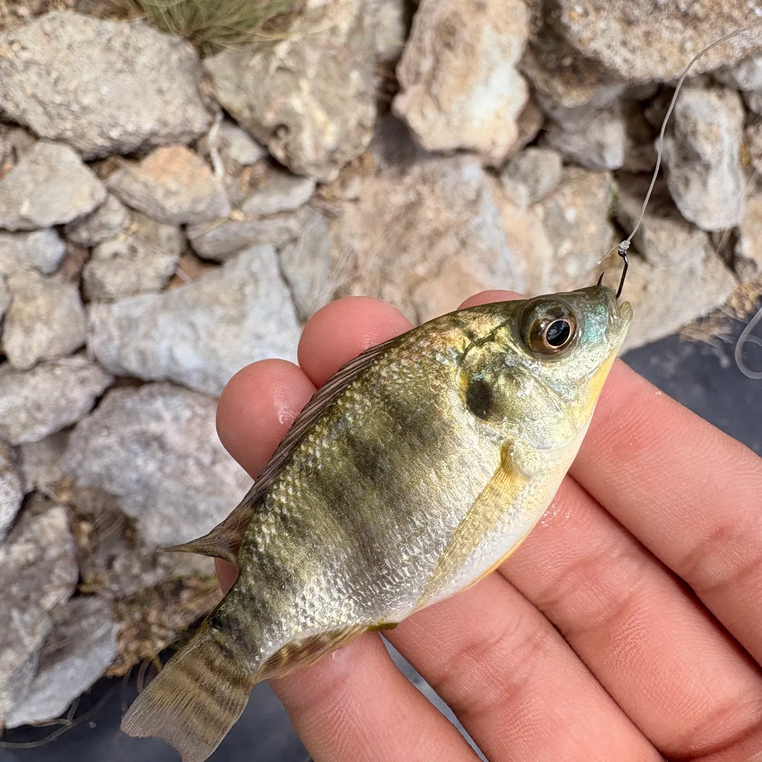 Nile tilapia caught on Fishbrain