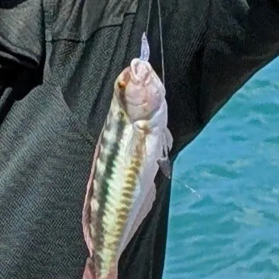 The most recent Slippery dick wrasse catches on Fishbrain