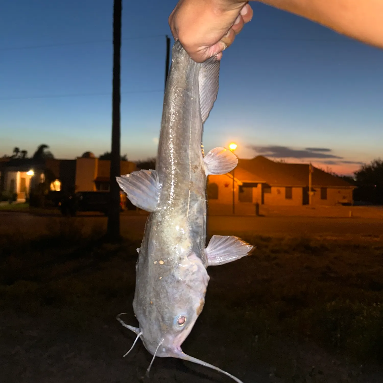 Channel catfish caught on Fishbrain