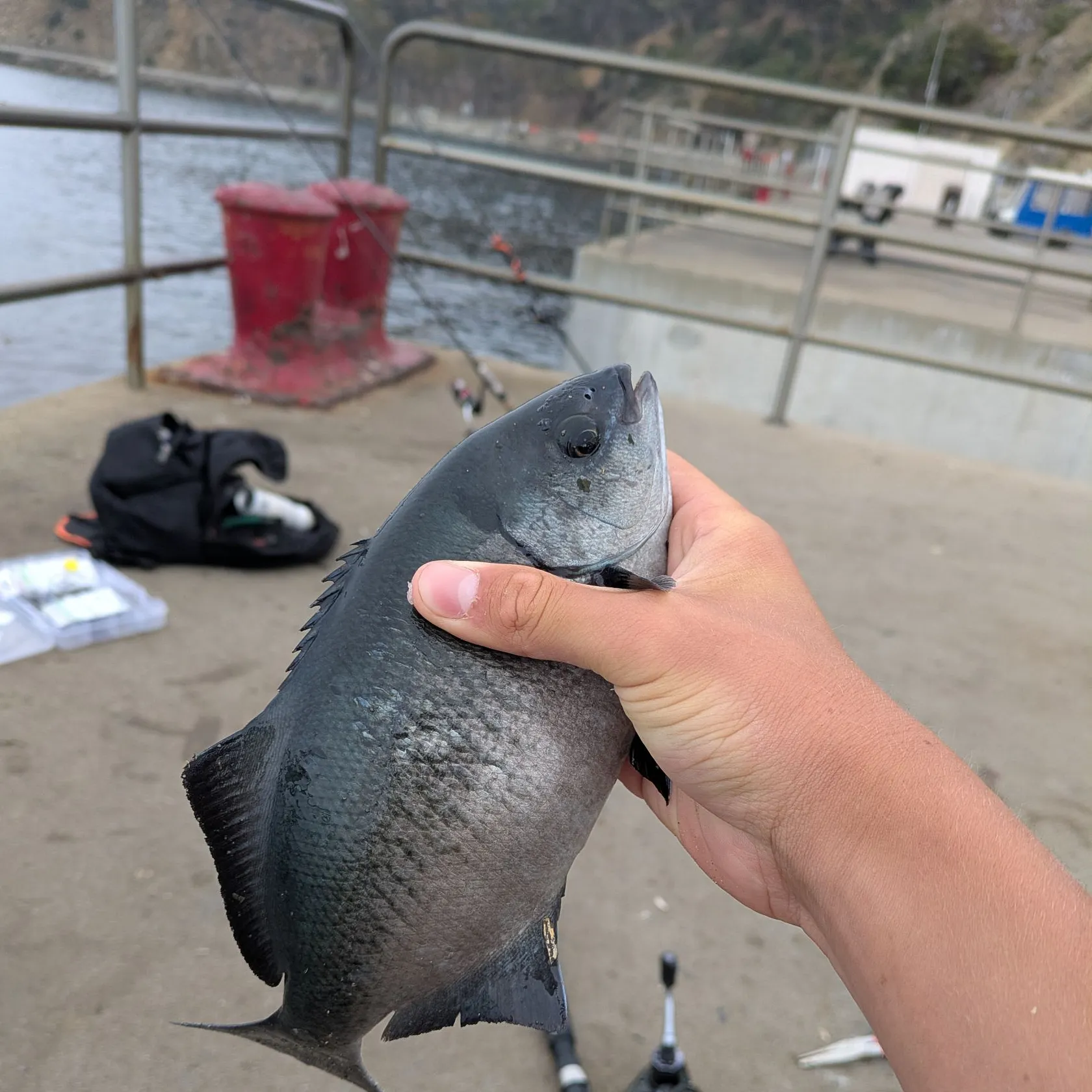 The most recent Halfmoon catches on Fishbrain