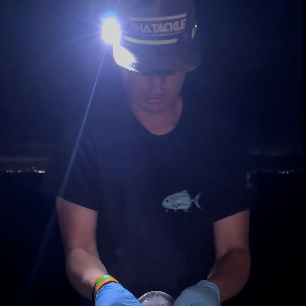 The most recent Bat eagle ray catches on Fishbrain