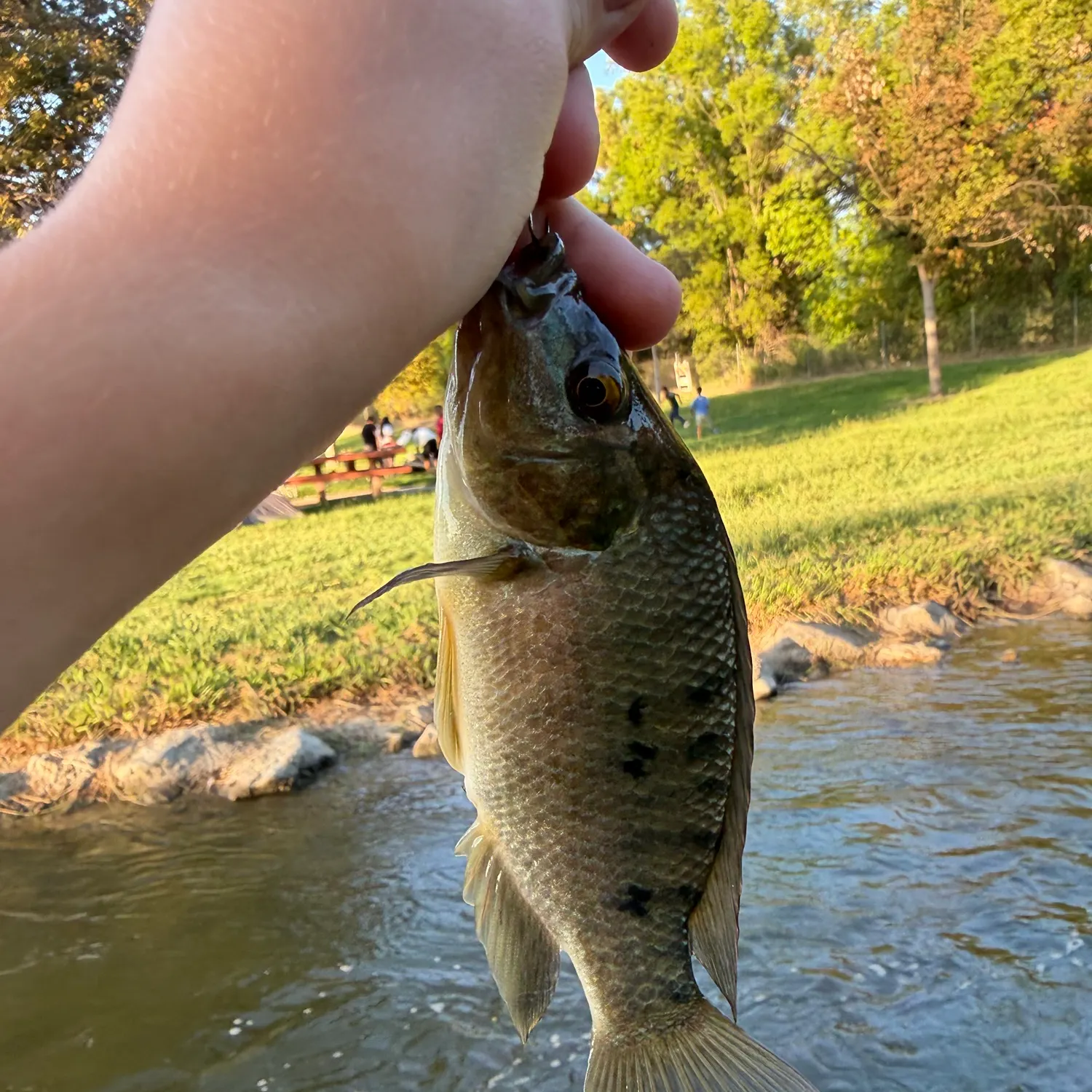 The most recent Blue tilapia catches on Fishbrain