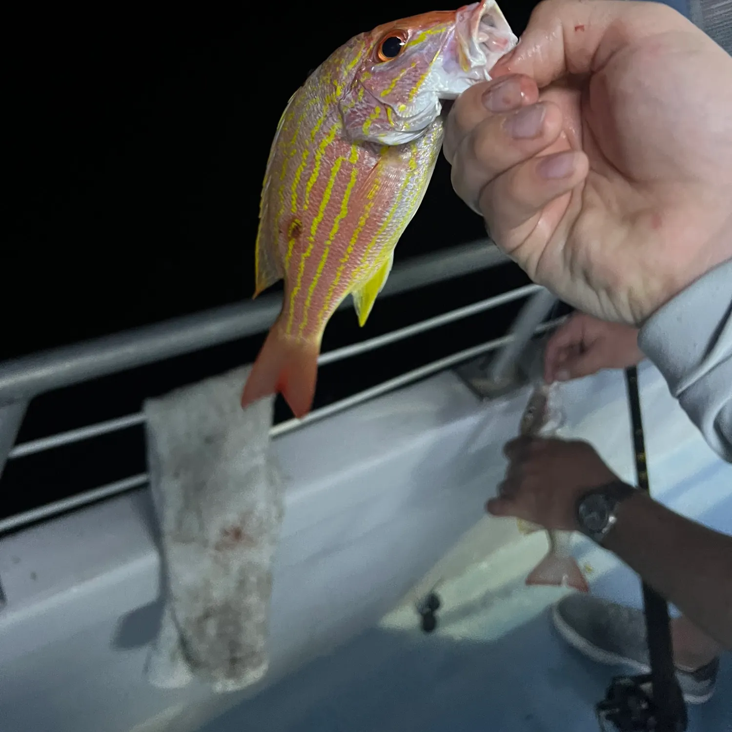 The most recent Lane snapper catches on Fishbrain