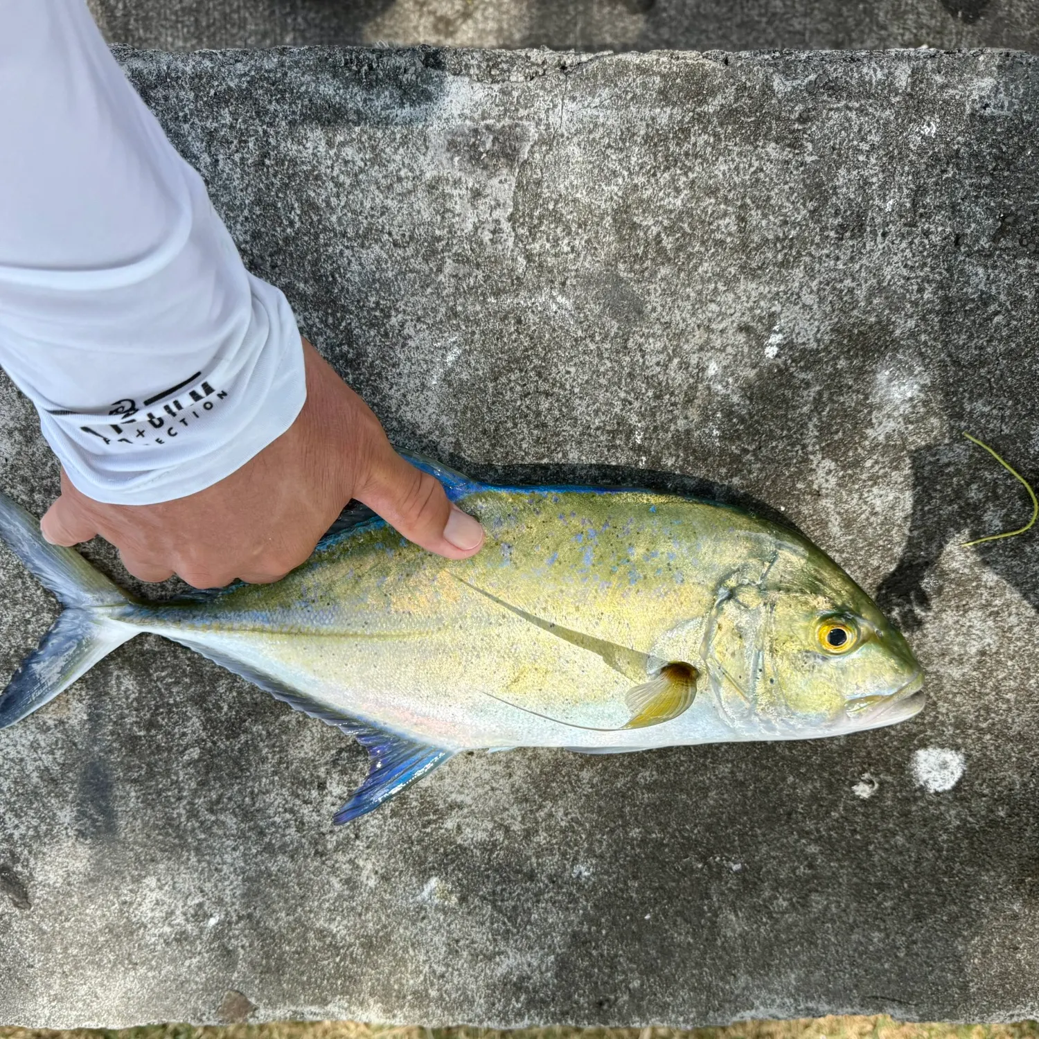 The most popular recent Bluefin trevally catch on Fishbrain